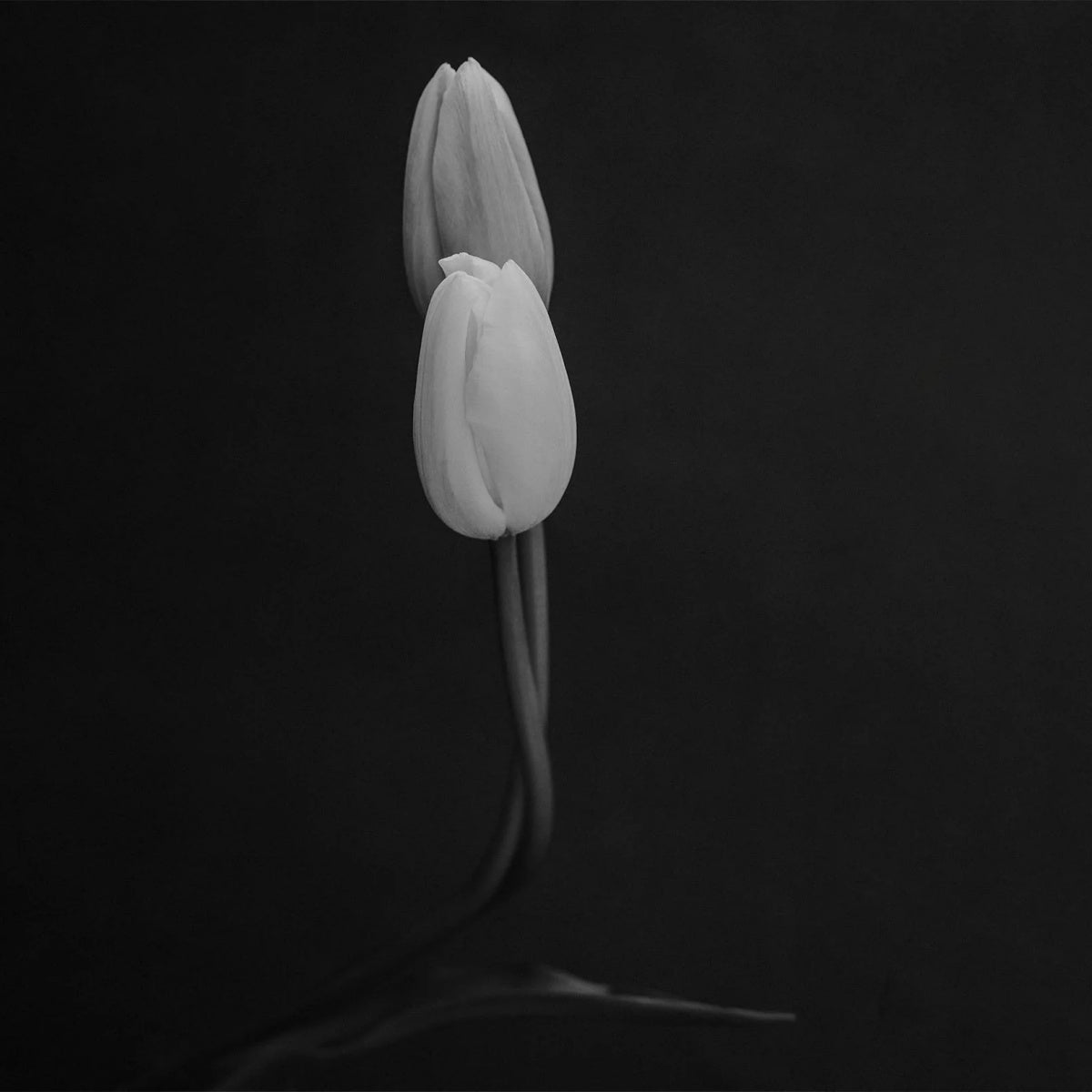 Semence Douce Parfum