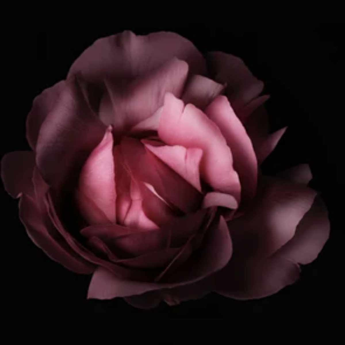 Oud Rose Intense Parfum