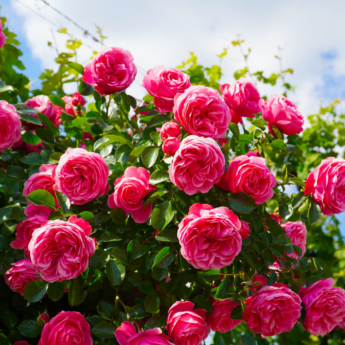 Siberian Rose Parfum