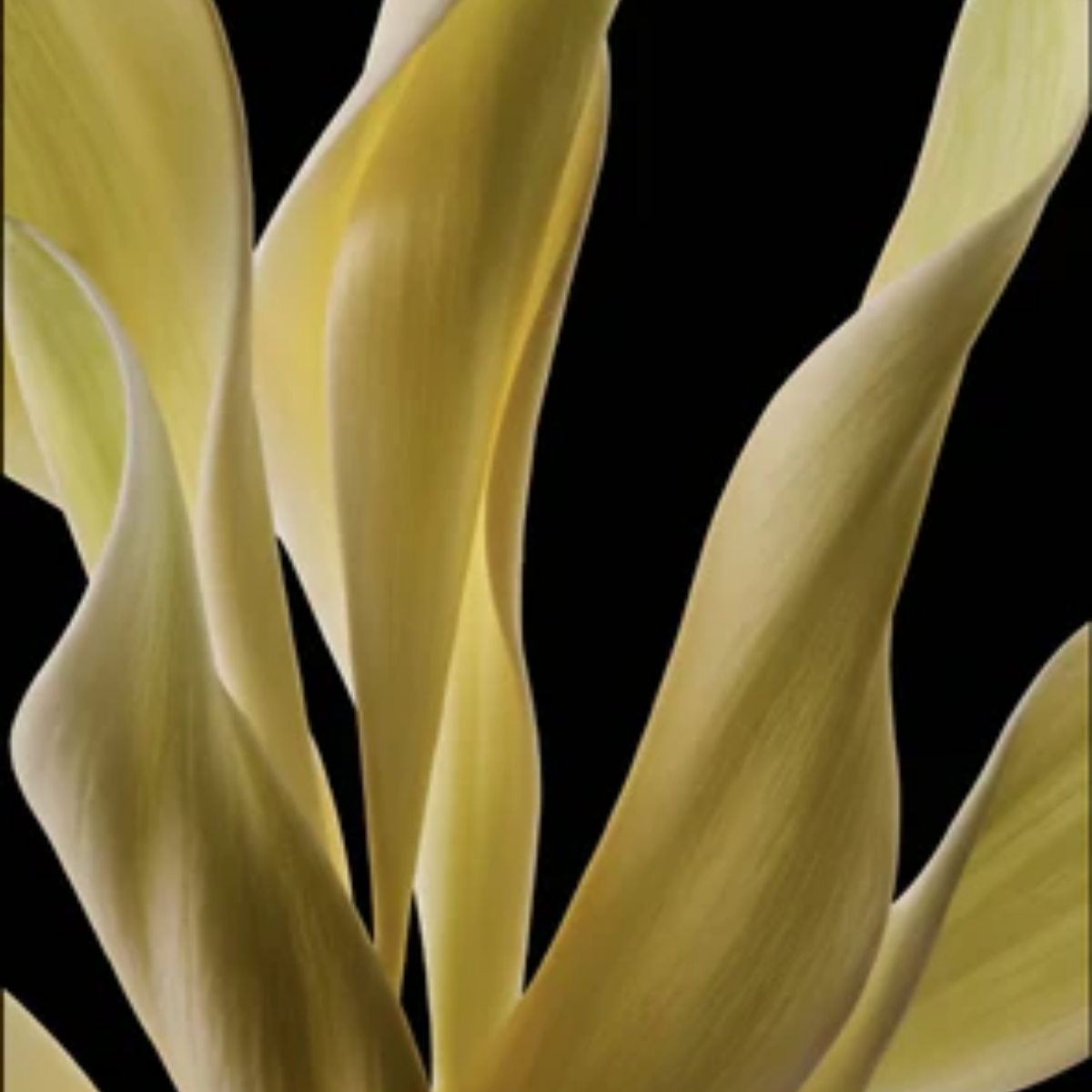 Cavort Parfum