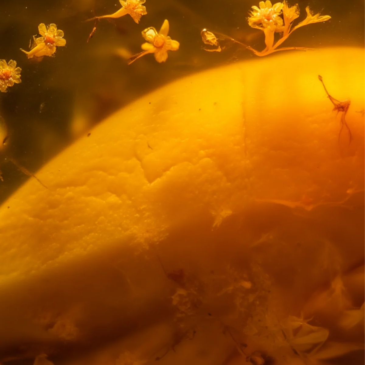 Mango Wooud Extrait de Parfum