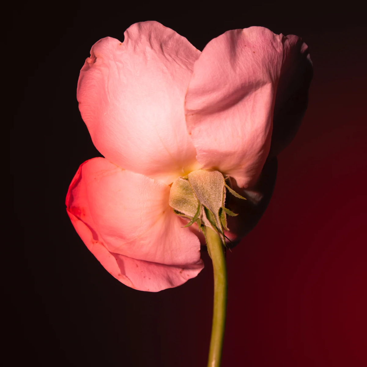 Tabac Rose Eau de Parfum