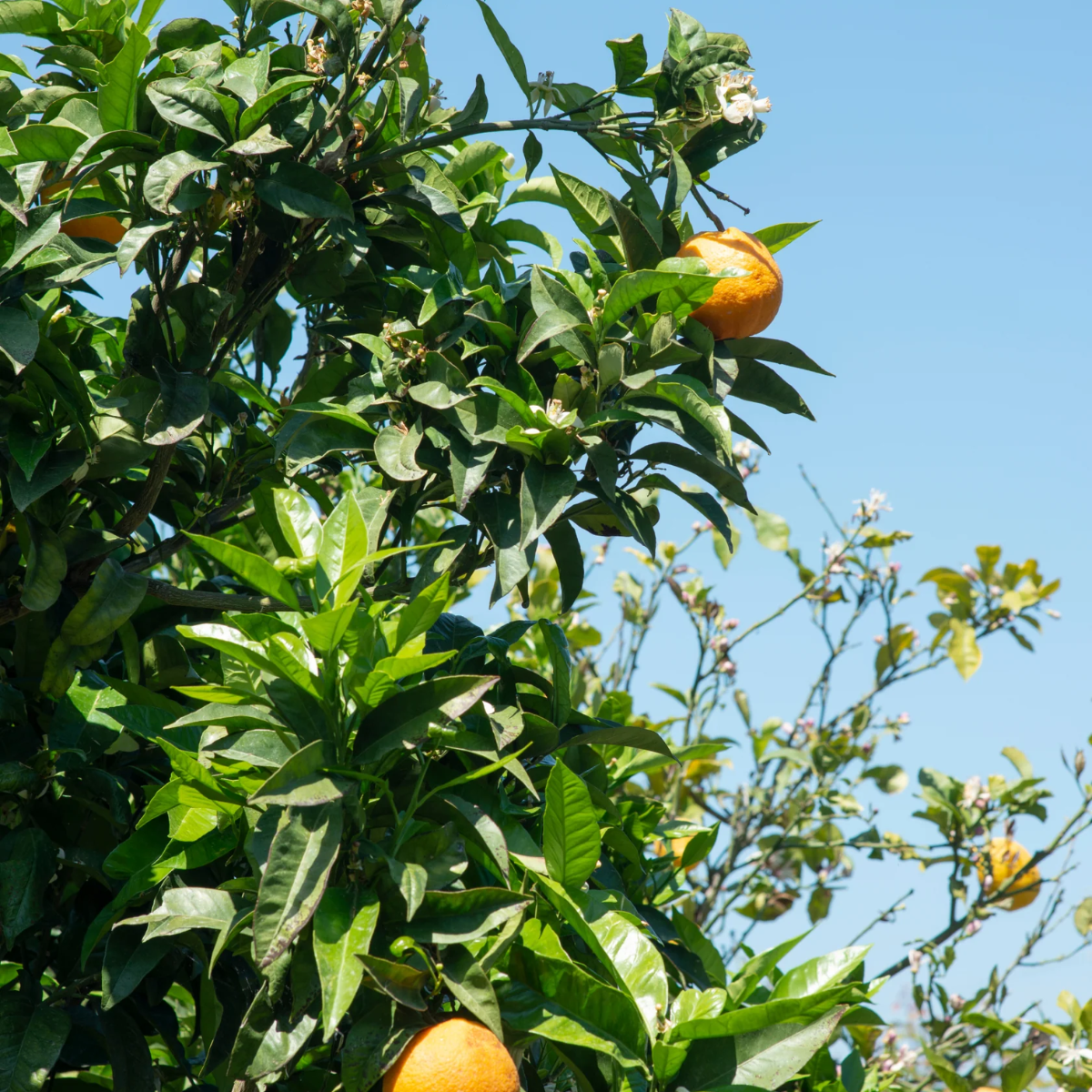 Villa Neroli Eau de Parfum