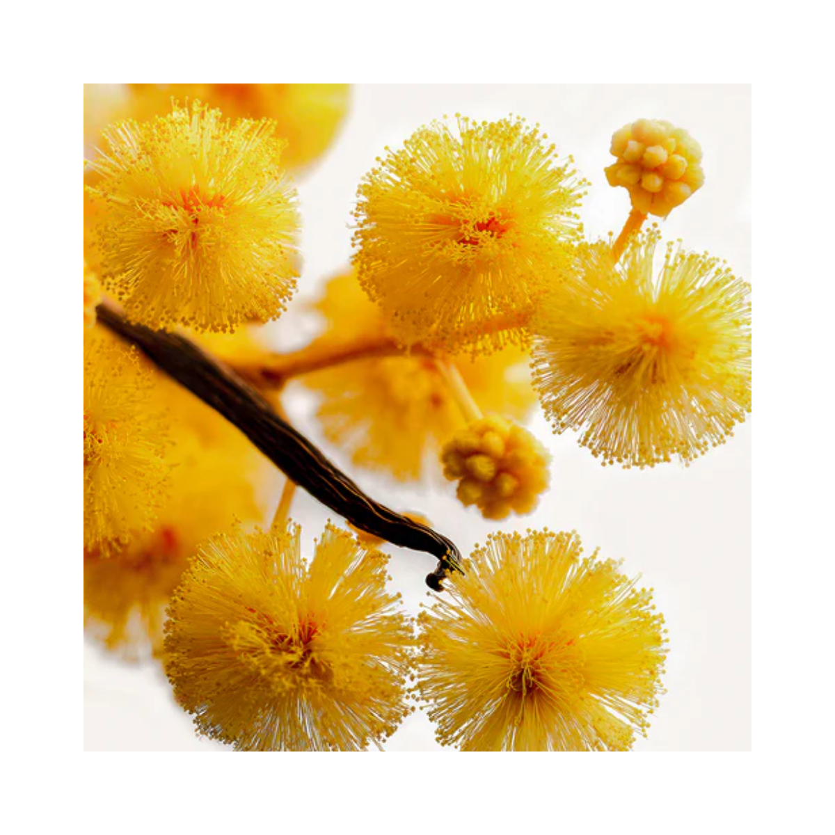 Acacia Extrait de Parfum