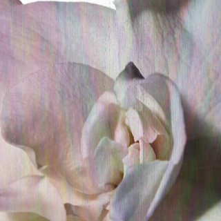 D.S. & Durga Debaser In Bloom – Moodbild