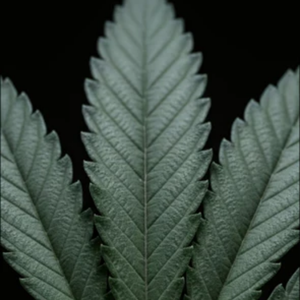 Cannabis Intense Parfum