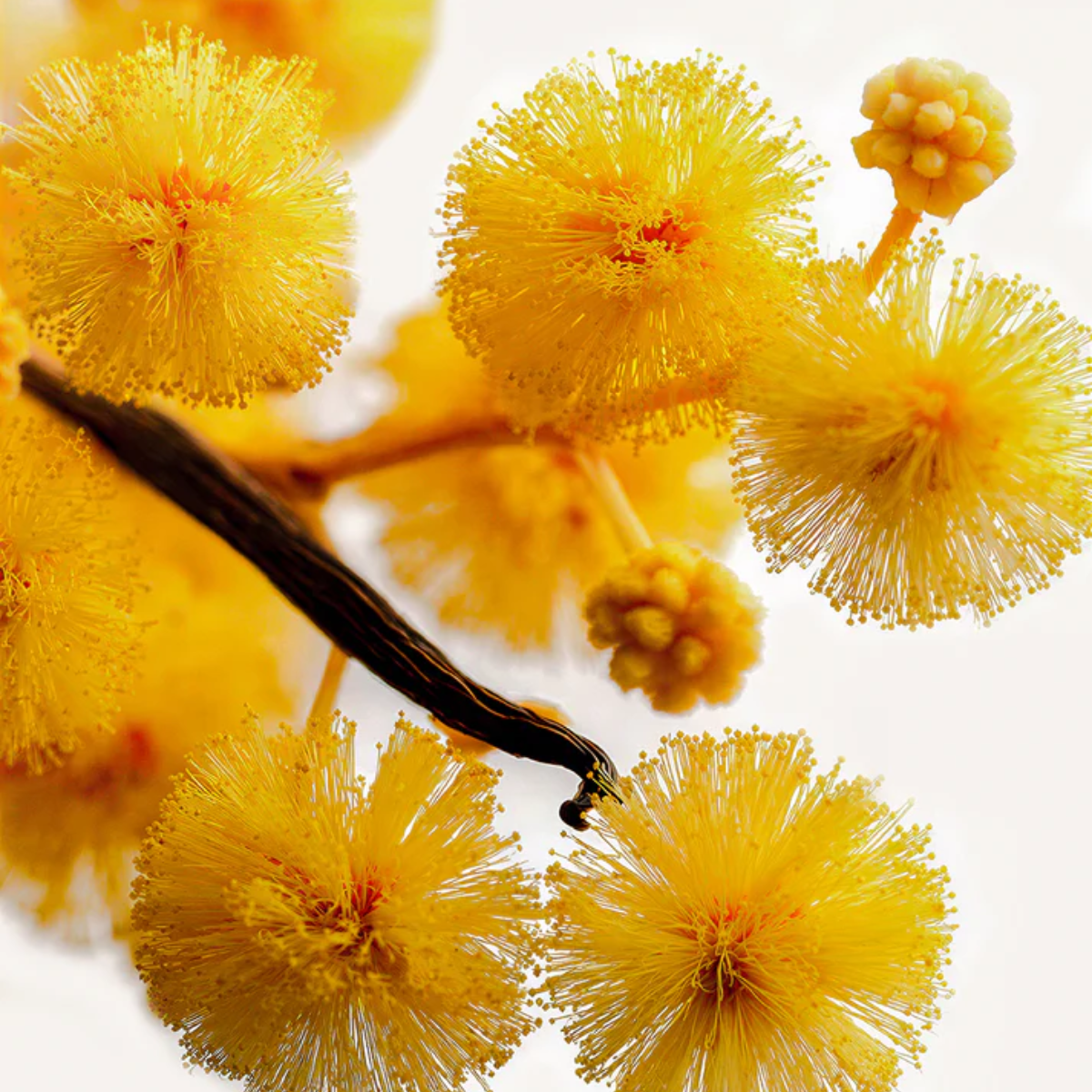 Acacia Extrait de Parfum