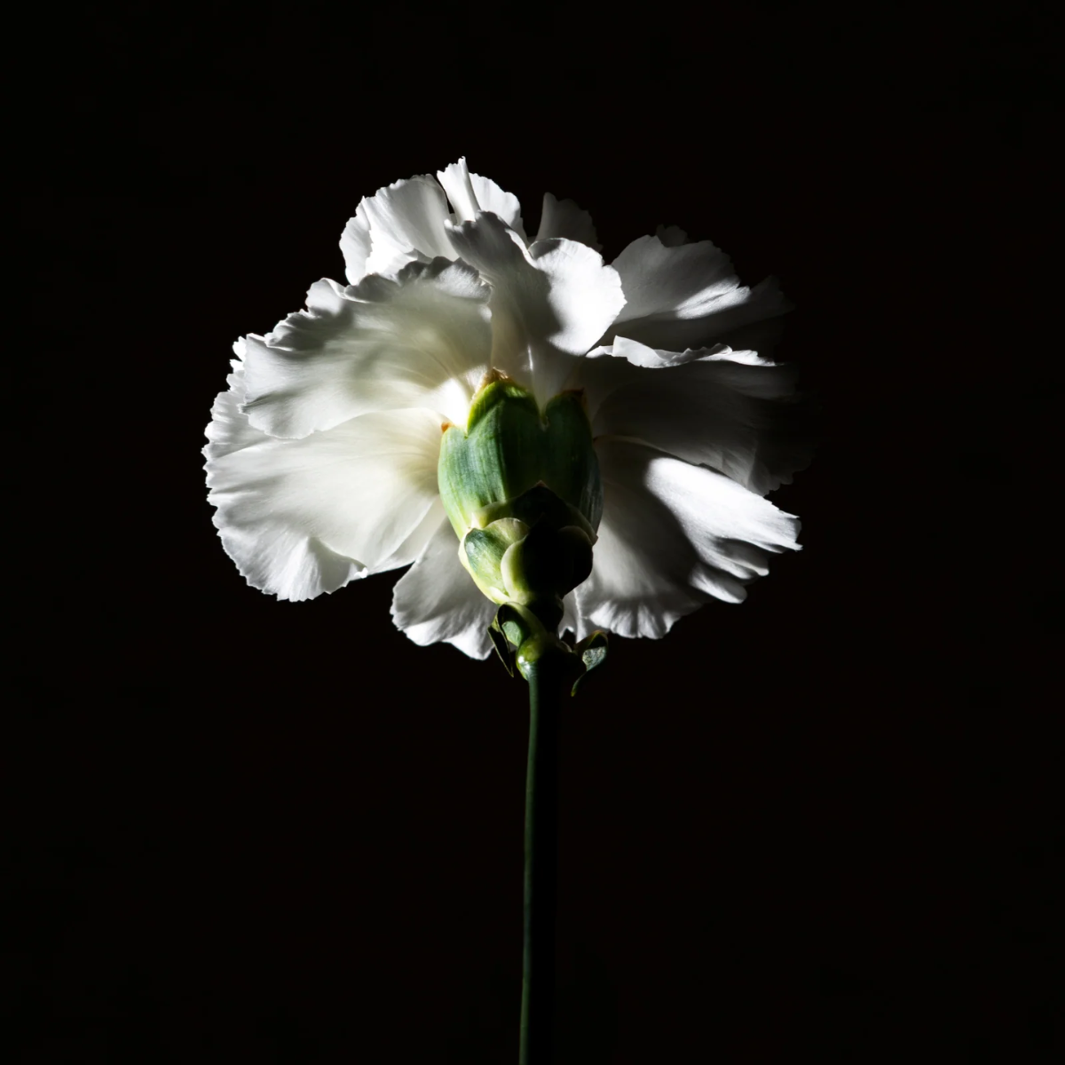 Pas Ce Soir Haar Parfum