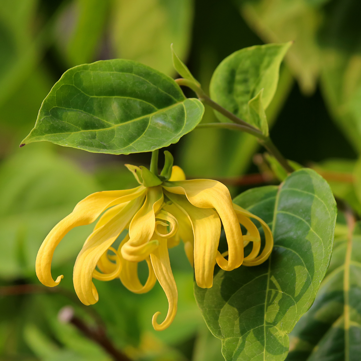 Ylang in Gold Eau de Parfum